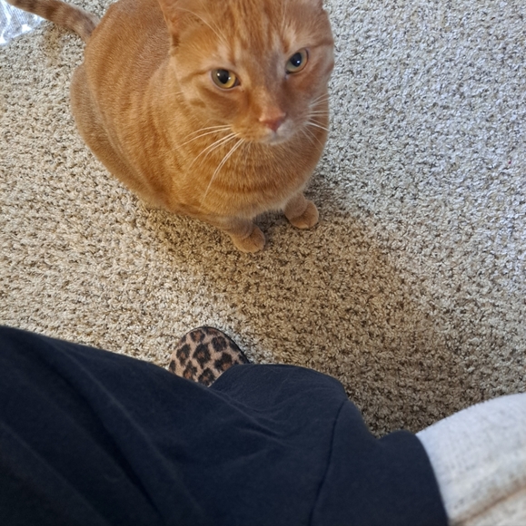 Please Read & Share Frankie's Story 🙏 Frankie God's Miracle Cat!!! - Picture 8 of 9